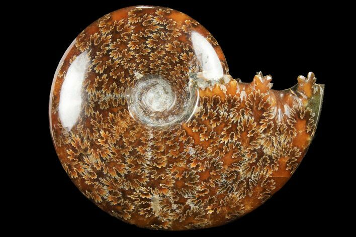 Polished, Agatized Ammonite (Cleoniceras) - Madagascar #97367